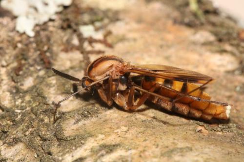 Réf. 359 002 : Keroplatus tipuloides